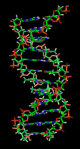 the DNA double helix is a spiral polymer of nucleic acids