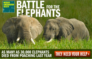 wildlife_conservation_society_battle_for_the_elephants