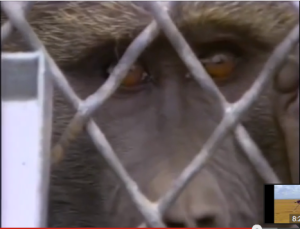 Baboon within cage