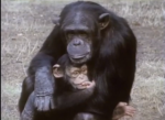 Chimpanzee caring for child