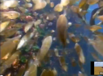 fish earthlings crowding their waterway, working in unison