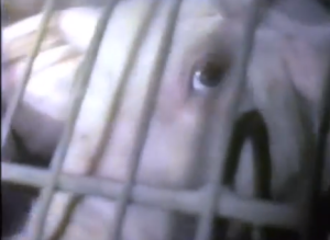 Caged animals in horrific conditions, going to slaughter