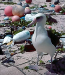 Animals, Carl Safina, Albatros, Plastic