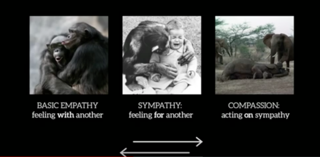 Animals, Carl Safina, Empathy, Sympathy, Compassion