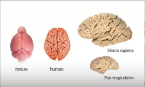 Human brain is merely a larger size of the Chimpanzee Brain