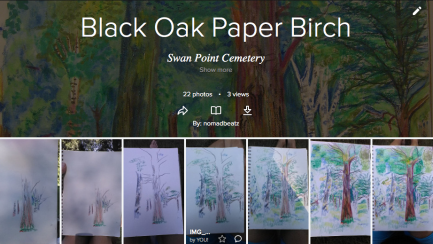 Black Oak Paper Birch Tree Progression , Trees and Sunlight , art, painting, Faber Castell Watercolor pencils, Carol Keiter