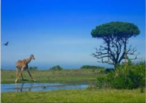 1_giraffe bird baobab