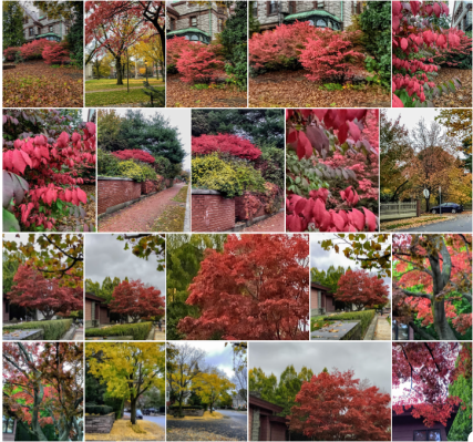 Providence, Rhode Island, autumn leaves, four seasons